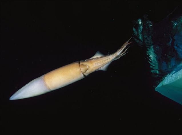 Sea life Squid